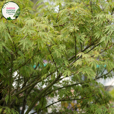 Alt text: Close-up photo of an Acer palmatum dissectum 'Seiryu' plant, showcasing its unique and upright growth habit. This Japanese Maple features finely dissected, fern-like leaves that exhibit shades of green, turning vibrant crimson in the fall. The photo captures the detailed structure of the foliage, emphasizing the delicate leaves, their green hues, and the overall elegance of the Acer palmatum dissectum 'Seiryu.'