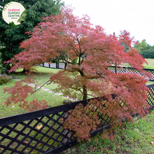 Load image into Gallery viewer, Alt text: Close-up photo of an Acer rubrum &#39;Autumn Red&#39; plant, highlighting its stunning autumn foliage. The deciduous tree displays a rich array of red and crimson leaves, transitioning from green to fiery hues. The image captures the vivid and vibrant colors of the &#39;Autumn Red&#39; variety, adding a striking element to the fall landscape.
