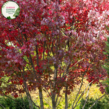 Load image into Gallery viewer, Alt text: Close-up photo of an Acer rubrum &#39;Autumn Red&#39; plant, highlighting its stunning autumn foliage. The deciduous tree displays a rich array of red and crimson leaves, transitioning from green to fiery hues. The image captures the vivid and vibrant colors of the &#39;Autumn Red&#39; variety, adding a striking element to the fall landscape.
