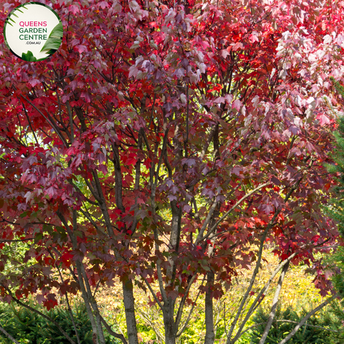 Alt text: Close-up photo of an Acer rubrum 'Autumn Red' plant, highlighting its stunning autumn foliage. The deciduous tree displays a rich array of red and crimson leaves, transitioning from green to fiery hues. The image captures the vivid and vibrant colors of the 'Autumn Red' variety, adding a striking element to the fall landscape.