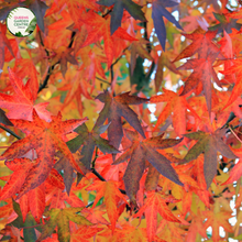 Load image into Gallery viewer, Alt text: Close-up photo of an Acer rubrum &#39;October Glory&#39; plant, featuring its brilliant autumn foliage. The deciduous tree exhibits vibrant red and orange leaves in various stages of fall coloration. The image captures the rich hues of the &#39;October Glory&#39; variety, portraying the beauty of the autumnal transformation in this cultivar of the Red Maple (Acer rubrum).
