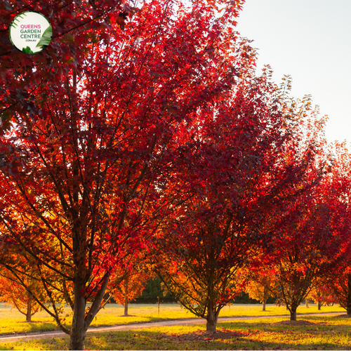 "Acer x freemanii 'Jeffersred', commonly known as Autumn Blaze Maple, is a magnificent deciduous tree cherished for its stunning fall foliage. The image showcases a mature Acer x freemanii 'Jeffersred' (Autumn Blaze) plant, displaying its vibrant green leaves that transform into intense shades of fiery red, orange, and yellow during the autumn season.