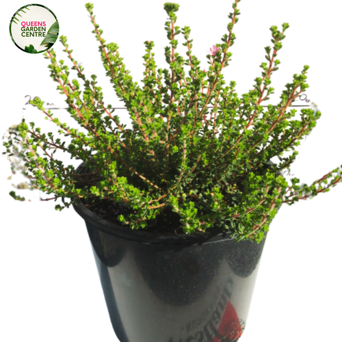 Acmadenia Starblush is a compact shrub with delicate pink star-shaped flowers, aromatic foliage, and a bushy, evergreen growth habit.