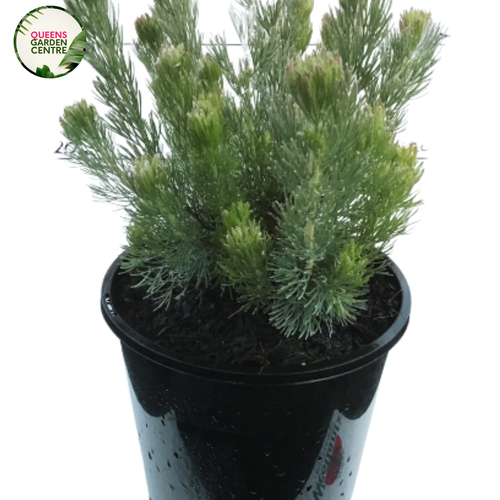 Adenanthos Silver Streak features silvery-gray leaves with streaks of green, growing in a compact, bushy form with delicate texture.
