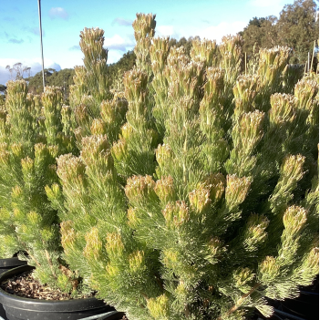 Adenanthos Silver Streak