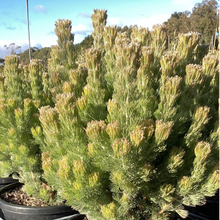 Load image into Gallery viewer, Adenanthos Silver Streak
