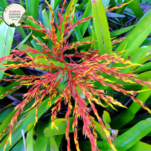 Load image into Gallery viewer, Alt text: Aechmea blanchetiana, a stunning bromeliad plant with vibrant orange-red foliage. This tropical beauty features arching leaves that form an elegant rosette shape. A popular choice for landscaping and container gardening, known for its bold colors and distinctive form.
