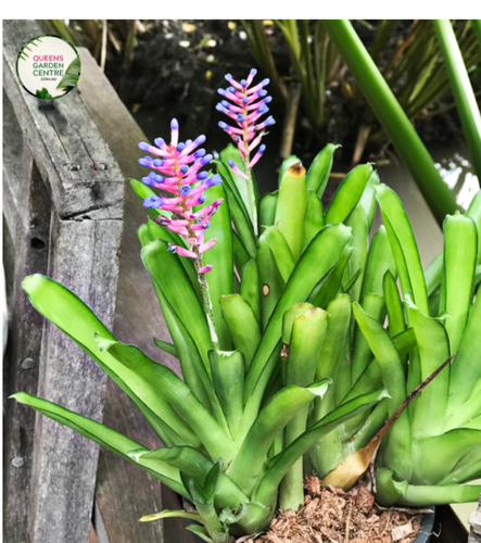 A close-up photograph of an Aechmea gamosepala, commonly known as the Matchstick Bromeliad. The plant features a vibrant rosette of green leaves with spiky edges. The central focal point showcases a tall inflorescence, resembling a cluster of matchsticks.