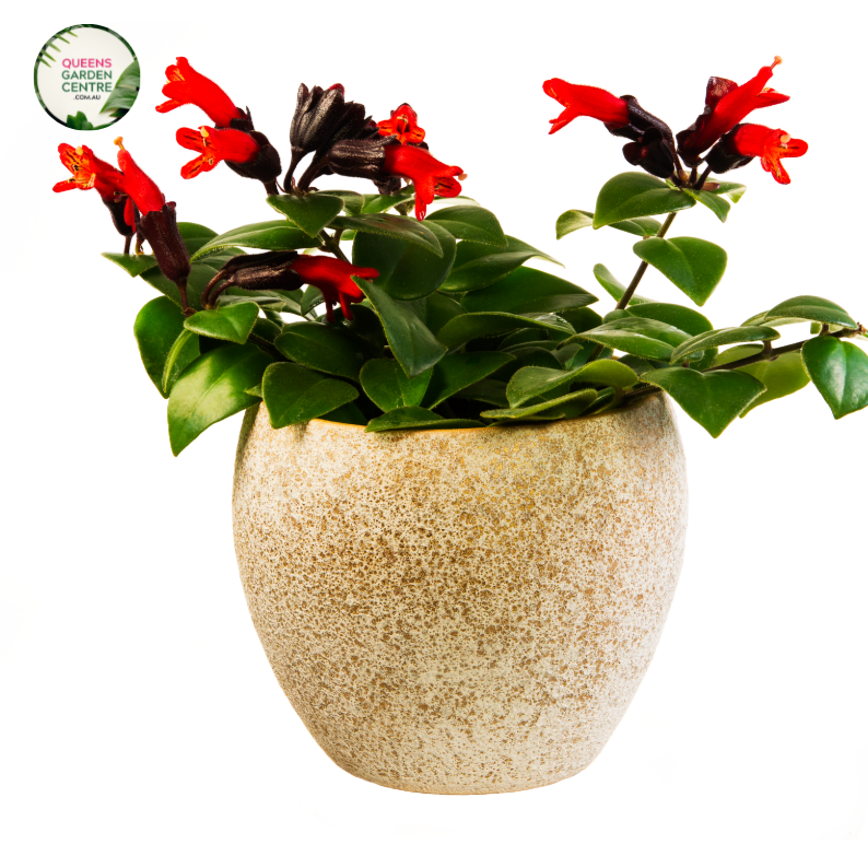 Close-up photo of an Aeschynanthus Radicans plant, commonly known as Lipstick Plant, displaying its vibrant flowers and glossy foliage. The plant features trailing vines with shiny, dark green leaves. Hanging from the vines are clusters of tubular, fiery red flowers that resemble lipsticks, hence the name.