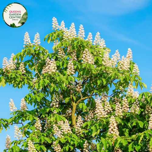 Close-up of Aesculus hippocastanum IMP leaves and flower clusters, highlighting the vibrant white blossoms with yellow and pink accents, and the large, palmate leaves that showcase the plant's lush greenery
