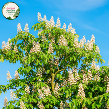 Load image into Gallery viewer, Close-up of Aesculus hippocastanum IMP leaves and flower clusters, highlighting the vibrant white blossoms with yellow and pink accents, and the large, palmate leaves that showcase the plant&#39;s lush greenery
