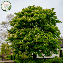 Load image into Gallery viewer, Close-up of Aesculus hippocastanum IMP leaves and flower clusters, highlighting the vibrant white blossoms with yellow and pink accents, and the large, palmate leaves that showcase the plant&#39;s lush greenery
