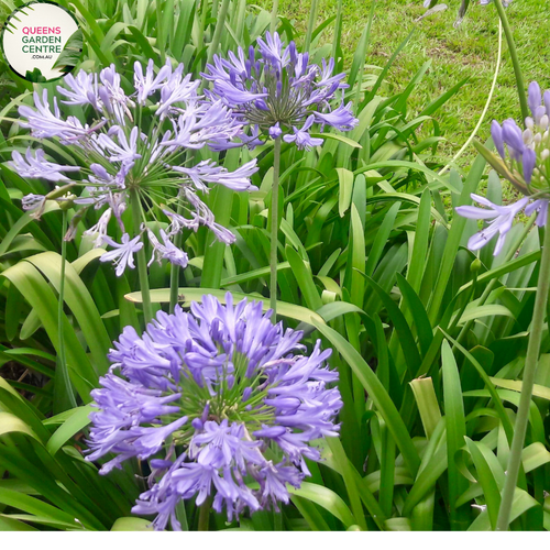 Close-up photo of an Agapanthus Bella plant, a cultivar of the Agapanthus genus, showcasing its beautiful blue blossoms. The plant features tall, slender stems adorned with clusters of trumpet-shaped flowers. Each flower consists of numerous petals arranged in a spherical shape, creating a stunning floral display. The petals exhibit a vibrant blue color, reminiscent of the sky on a clear summer day.