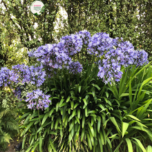 Load image into Gallery viewer, Close-up photo of an Agapanthus Bella plant, a cultivar of the Agapanthus genus, showcasing its beautiful blue blossoms. The plant features tall, slender stems adorned with clusters of trumpet-shaped flowers. Each flower consists of numerous petals arranged in a spherical shape, creating a stunning floral display. The petals exhibit a vibrant blue color, reminiscent of the sky on a clear summer day.
