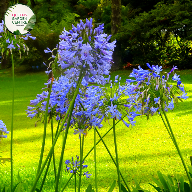 Buy Agapanthus spp. Blue Online in Australia – Queens Garden Centre