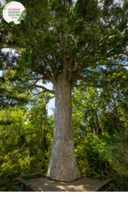 Load image into Gallery viewer, &quot;Close-up of Agathis robusta, commonly known as Kauri Pine, displaying its large, glossy green needles and distinctive coniferous form. This evergreen tree adds a majestic presence to landscapes and gardens.&quot;
