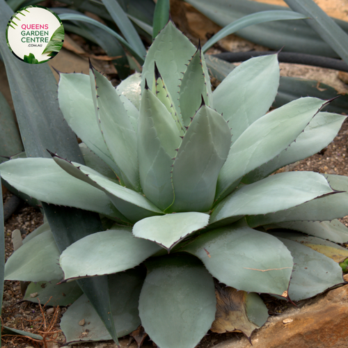 Alt text: Agave attenuata 'Boutin's Blue,' a distinctive succulent plant with rosettes of smooth, arching, blue-green leaves. Known for its elegant and architectural form, this Agave variety is appreciated for its soft and spineless leaves, making it a popular choice for gardens and landscapes, especially in arid and Mediterranean-inspired settings.