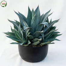 Load image into Gallery viewer, Agave Blue Flame (Wholesale)
