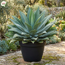 Load image into Gallery viewer, Agave Blue Flame
