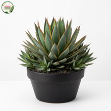 Load image into Gallery viewer, Agave Blue glow
