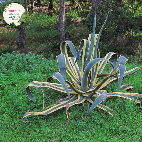 Alt text: Agave americana, a striking succulent plant with rosettes of thick, spiky leaves. Commonly known as the Century Plant, it features a distinctive architectural form and is often used for xeriscaping or as a focal point in arid gardens. The leaves are gray-green, and the plant is well-adapted to hot and dry conditions.