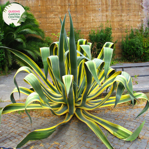 Alt text: Agave americana variegata, a visually striking succulent plant with rosettes of spiky leaves featuring a variegated pattern of green and creamy white stripes. Known for its architectural beauty, this variegated century plant adds a touch of elegance to gardens and landscapes, particularly appreciated for its unique foliage coloration.