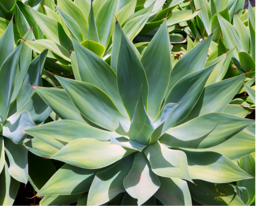 Close-up photo of an Agave attenuata, commonly known as Foxtail Agave, highlighting its distinctive rosette shape and unique texture. The succulent plant features thick, fleshy leaves that curve gracefully upward, resembling a fox's tail. The leaves are smooth and pale green, with a slight hint of blue, giving them a soft and elegant appearance. 