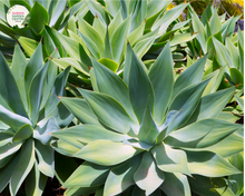 Load image into Gallery viewer, Close-up photo of an Agave attenuata, commonly known as Foxtail Agave, highlighting its distinctive rosette shape and unique texture. The succulent plant features thick, fleshy leaves that curve gracefully upward, resembling a fox&#39;s tail. The leaves are smooth and pale green, with a slight hint of blue, giving them a soft and elegant appearance. 
