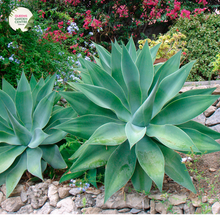 Load image into Gallery viewer, Close-up photo of an Agave attenuata, commonly known as Foxtail Agave, highlighting its distinctive rosette shape and unique texture. The succulent plant features thick, fleshy leaves that curve gracefully upward, resembling a fox&#39;s tail. The leaves are smooth and pale green, with a slight hint of blue, giving them a soft and elegant appearance. 
