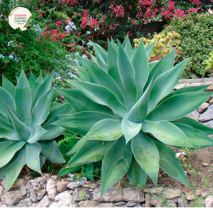 Close-up photo of an Agave attenuata, commonly known as Foxtail Agave, highlighting its distinctive rosette shape and unique texture. The succulent plant features thick, fleshy leaves that curve gracefully upward, resembling a fox's tail. The leaves are smooth and pale green, with a slight hint of blue, giving them a soft and elegant appearance. 