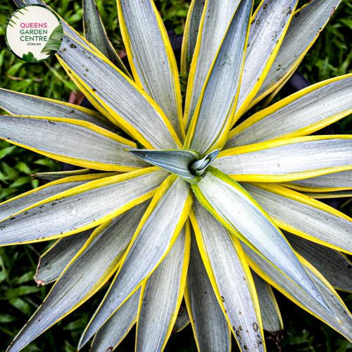 Alt text: Agave desmettiana 'Galactic Traveller,' a captivating succulent plant with rosettes of gracefully arching, sword-shaped leaves. This Agave variety is known for its unique foliage featuring green leaves with striking white margins and delicate red teeth along the edges. Its symmetrical form and eye-catching coloration make it an excellent choice for succulent gardens and modern landscapes.