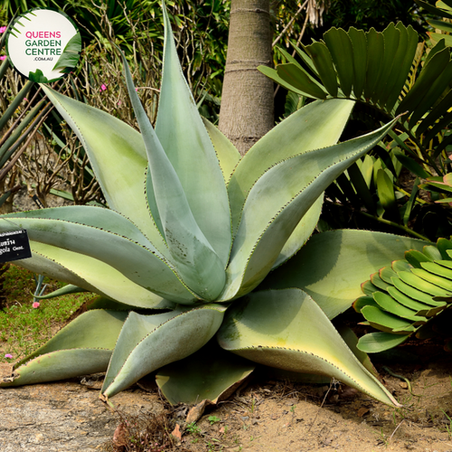 Alt text: Agave guiengola, a visually intriguing succulent plant with rosettes of slender, lance-shaped leaves that gracefully arch outward. This Agave species is characterized by its symmetrical form and attractive blue-green foliage. Often used as a decorative element in gardens and landscapes, Agave guiengola adds a touch of elegance and desert-inspired charm to outdoor spaces.
