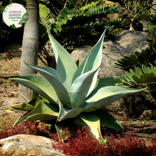Alt text: Agave guiengola, a visually intriguing succulent plant with rosettes of slender, lance-shaped leaves that gracefully arch outward. This Agave species is characterized by its symmetrical form and attractive blue-green foliage. Often used as a decorative element in gardens and landscapes, Agave guiengola adds a touch of elegance and desert-inspired charm to outdoor spaces.