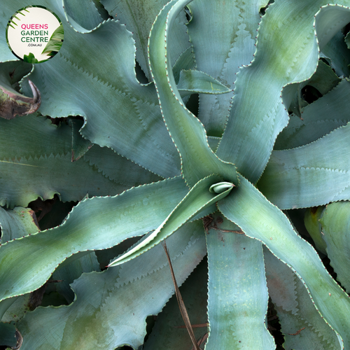 Alt text: Agave 'Gypsophila Blue Curl,' an exquisite succulent plant with compact rosettes of blue-gray leaves that gracefully curl inward. This Agave variety is celebrated for its unique and artistic form, making it a standout feature in gardens and arid landscapes. The distinctive blue coloration of the leaves enhances its ornamental appeal, creating a striking visual impact.