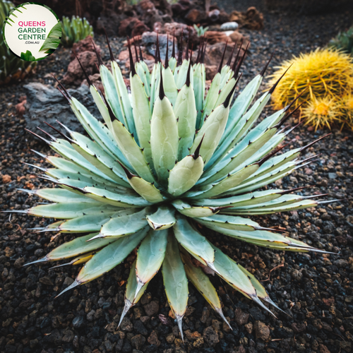 Alt text: Agave macroacantha, a striking succulent plant with rosettes of narrow, dark green leaves adorned with prominent black spines along the margins. Known for its bold and architectural form, this Agave species adds a touch of drama to gardens and landscapes. The combination of dark foliage and sharp spines contributes to its visually striking and resilient character.