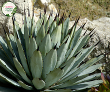 Load image into Gallery viewer, Alt text: Agave macroacantha, a striking succulent plant with rosettes of narrow, dark green leaves adorned with prominent black spines along the margins. Known for its bold and architectural form, this Agave species adds a touch of drama to gardens and landscapes. The combination of dark foliage and sharp spines contributes to its visually striking and resilient character.
