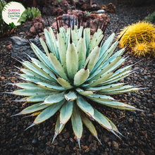 Load image into Gallery viewer, Alt text: Agave macroacantha, a striking succulent plant with rosettes of narrow, dark green leaves adorned with prominent black spines along the margins. Known for its bold and architectural form, this Agave species adds a touch of drama to gardens and landscapes. The combination of dark foliage and sharp spines contributes to its visually striking and resilient character.
