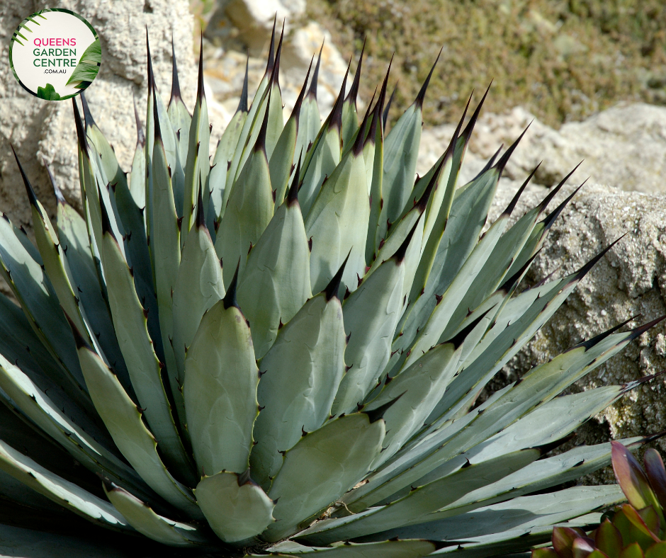 bogenhanf terrasse Sansevieria trifasciata main image 1