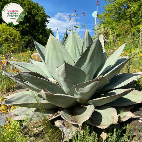 Alt text: Agave ovatifolia, a captivating succulent plant featuring symmetrical rosettes of wide, fleshy, blue-gray leaves. Known for its stunning architectural form, this Agave species is a focal point in arid gardens and landscapes. The broad leaves, with their unique curvature and color, contribute to the plant's overall aesthetic appeal, making it a popular choice among succulent enthusiasts.