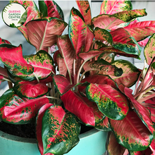 Load image into Gallery viewer, Close-up of an Aglaonema &#39;Lady Valentine&#39; plant. The image features large, oval-shaped leaves with striking pink centers and dark green edges. The pink areas are variegated with patches of lighter and darker shades, creating a vibrant, marbled effect. The leaves have a smooth, slightly glossy surface and prominent veins that add texture and detail. 
