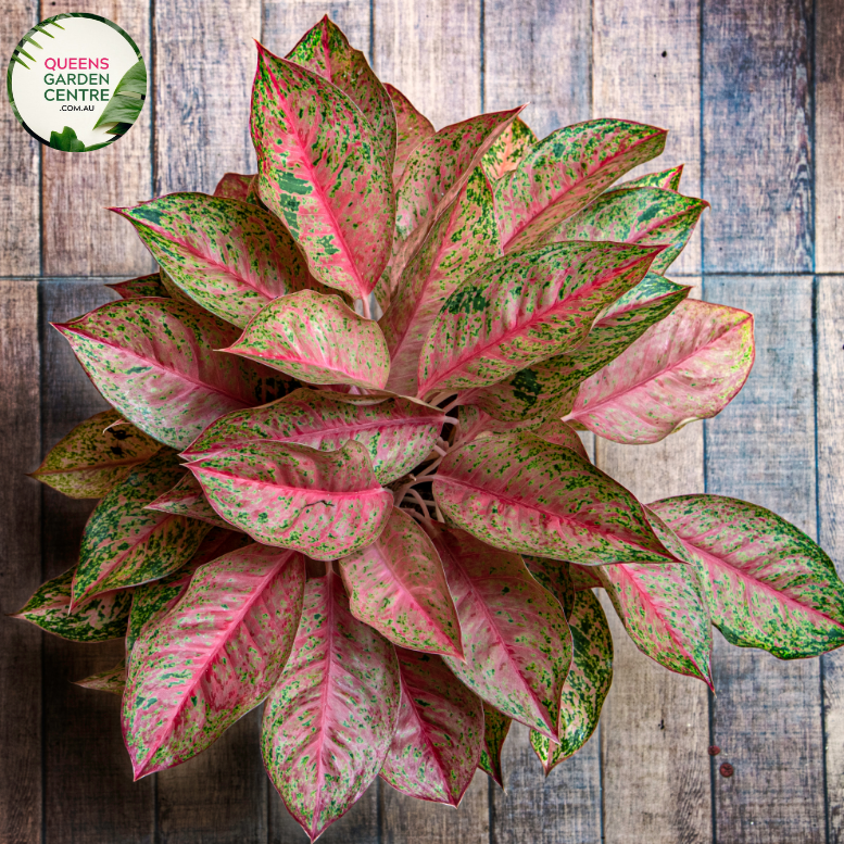 Close-up of an Aglaonema 'Lady Valentine' plant. The image features large, oval-shaped leaves with striking pink centers and dark green edges. The pink areas are variegated with patches of lighter and darker shades, creating a vibrant, marbled effect. The leaves have a smooth, slightly glossy surface and prominent veins that add texture and detail. 