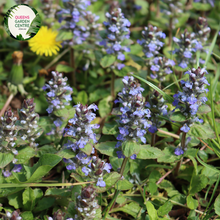 Load image into Gallery viewer, Close-up of an Ajuga reptans &#39;Purpurea&#39; plant. The image features clusters of small, tubular flowers with a rich blue-violet color, arranged in dense, upright spikes. Each flower has a delicate, bilobed structure with a prominent lower lip. Surrounding the flowers are broad, oval-shaped leaves with a deep purple to burgundy hue. The leaves have a slightly glossy surface and a textured, slightly crinkled appearance.
