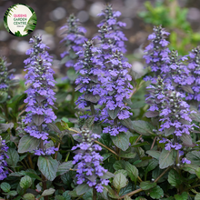 Load image into Gallery viewer, Close-up of an Ajuga reptans &#39;Purpurea&#39; plant. The image features clusters of small, tubular flowers with a rich blue-violet color, arranged in dense, upright spikes. Each flower has a delicate, bilobed structure with a prominent lower lip. Surrounding the flowers are broad, oval-shaped leaves with a deep purple to burgundy hue. The leaves have a slightly glossy surface and a textured, slightly crinkled appearance.
