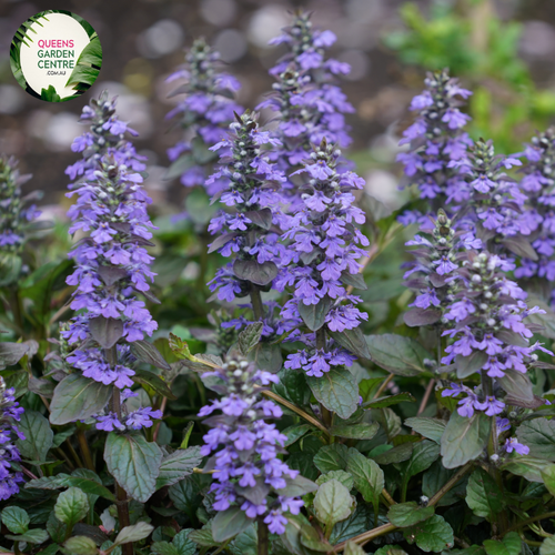 Close-up of an Ajuga reptans 'Purpurea' plant. The image features clusters of small, tubular flowers with a rich blue-violet color, arranged in dense, upright spikes. Each flower has a delicate, bilobed structure with a prominent lower lip. Surrounding the flowers are broad, oval-shaped leaves with a deep purple to burgundy hue. The leaves have a slightly glossy surface and a textured, slightly crinkled appearance.
