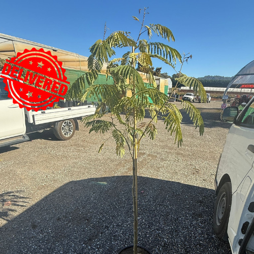 Albizia Julibrissin Pink Silk Tree