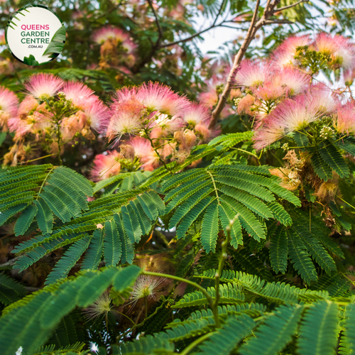 Alt text: Albizia julibrissin, commonly known as the Pink Silk Tree, is a deciduous tree with fern-like leaves and showy pink pom-pom-like flowers. Native to Asia, it is prized for its ornamental value in gardens and landscapes. The Pink Silk Tree provides dappled shade and adds a touch of elegance with its graceful form and vibrant blooms.