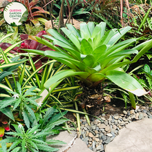 Load image into Gallery viewer, Alt text: Close-up photo of an Alcantarea regina Bromeliad Tissue Culture plant, highlighting its unique and exotic features. The bromeliad exhibits a rosette of broad, arching leaves with a vibrant green hue and a central well. The photo captures the intricate details of the foliage, emphasizing the plant&#39;s distinctive form and the overall beauty of the Alcantarea regina Bromeliad in tissue culture.
