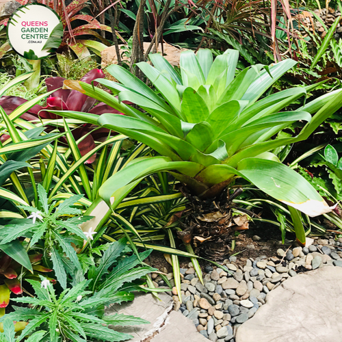 Alt text: Close-up photo of an Alcantarea regina Bromeliad Tissue Culture plant, highlighting its unique and exotic features. The bromeliad exhibits a rosette of broad, arching leaves with a vibrant green hue and a central well. The photo captures the intricate details of the foliage, emphasizing the plant's distinctive form and the overall beauty of the Alcantarea regina Bromeliad in tissue culture.