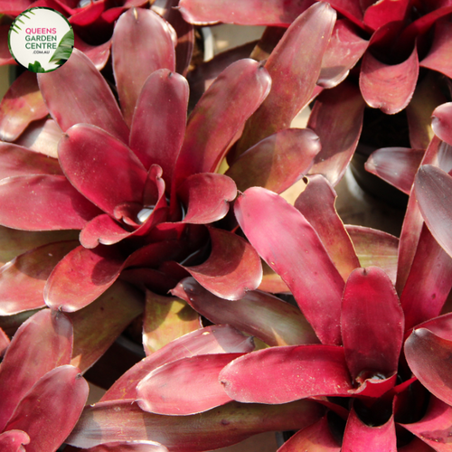 "Alcantarea imperialis Silver Plum Bromeliad with striking silver and plum-hued leaves, showcasing its unique tropical beauty."
