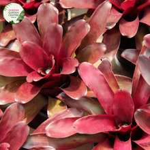 Load image into Gallery viewer, &quot;Alcantarea imperialis Silver Plum Bromeliad with striking silver and plum-hued leaves, showcasing its unique tropical beauty.&quot;
